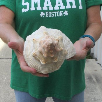 15 inch Horse Conch 