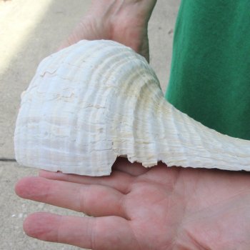 15 inch Horse Conch 