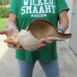 15 inch Horse Conch 
