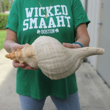 15 inch Horse Conch 