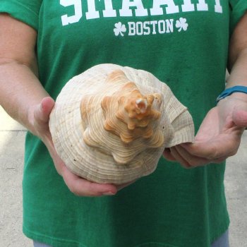 15 inch Horse Conch 
