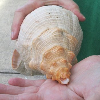 15 inch Horse Conch 
