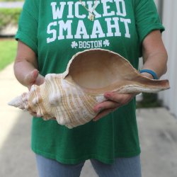 15 inch Horse Conch