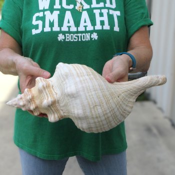 15 inch Horse Conch 