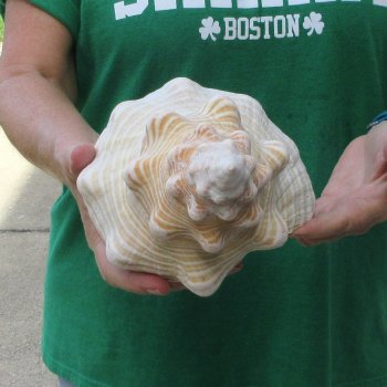 15 inch Horse Conch 