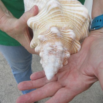 15 inch Horse Conch 