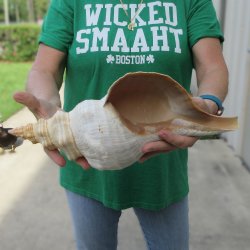 15 inch Horse Conch 