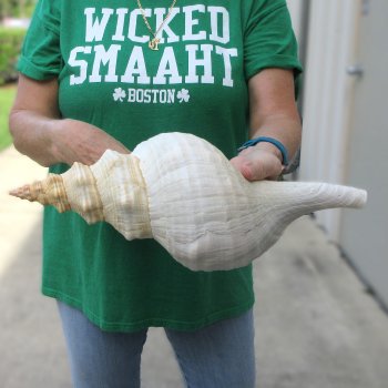 15 inch Horse Conch 