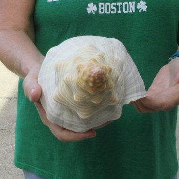 15 inch Horse Conch 
