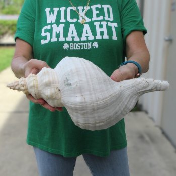 15 inch Horse Conch 