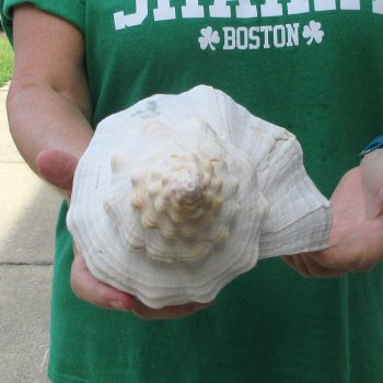 15 inch Horse Conch 