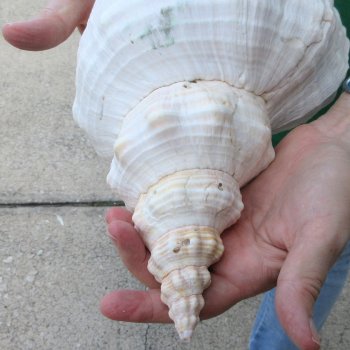 15 inch Horse Conch 