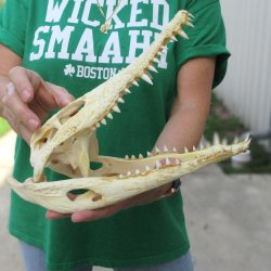 12 inches Authentic Nile Crocodile Skull (Cites #P000044854)