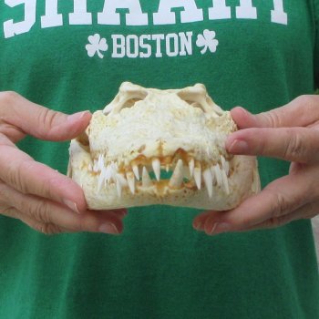 12 inches Authentic Nile Crocodile Skull (Cites #P000044854)