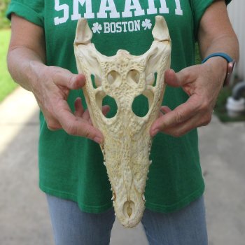 12 inches Authentic Nile Crocodile Skull (Cites #P000044854)
