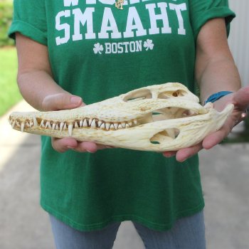 12 inches Authentic Nile Crocodile Skull (Cites #P000044854)