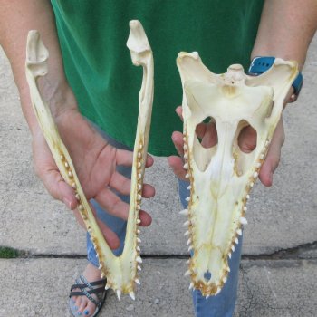 12 inches Authentic Nile Crocodile Skull (Cites #P000044854)