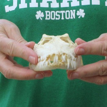 8 inches Authentic Nile Crocodile Skull (Cites #P000044854)