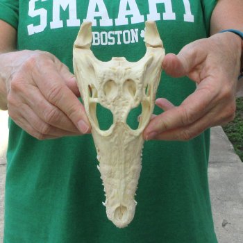 8 inches Authentic Nile Crocodile Skull (Cites #P000044854)