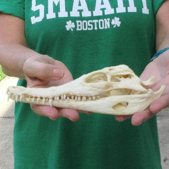 8 inches Authentic Nile Crocodile Skull (Cites #P000044854)