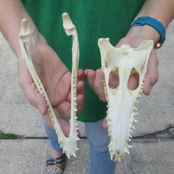 8 inches Authentic Nile Crocodile Skull (Cites #P000044854)