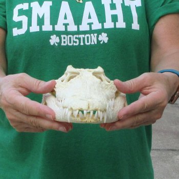 12 inches Authentic Nile Crocodile Skull (Cites #P000044854)