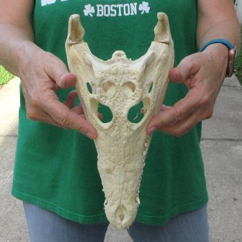 12 inches Authentic Nile Crocodile Skull (Cites #P000044854)
