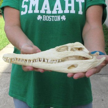 12 inches Authentic Nile Crocodile Skull (Cites #P000044854)