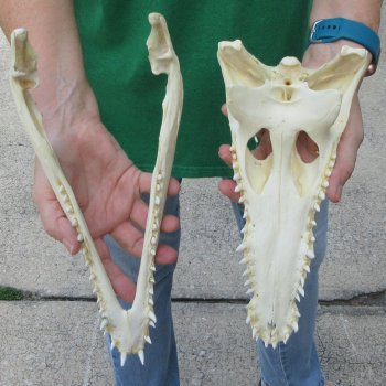 12 inches Authentic Nile Crocodile Skull (Cites #P000044854)