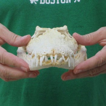 11 inches Authentic Nile Crocodile Skull (Cites #P000044854)