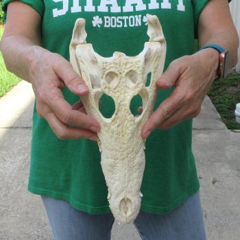 11 inches Authentic Nile Crocodile Skull (Cites #P000044854)