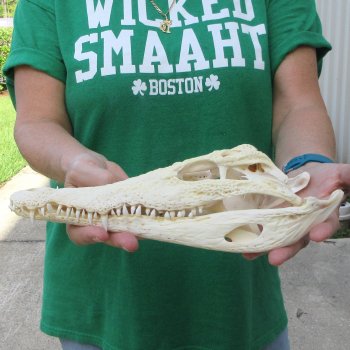 11 inches Authentic Nile Crocodile Skull (Cites #P000044854)