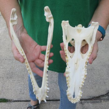 11 inches Authentic Nile Crocodile Skull (Cites #P000044854)