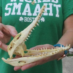 8 inches Authentic Nile Crocodile Skull (Cites #P000044854)