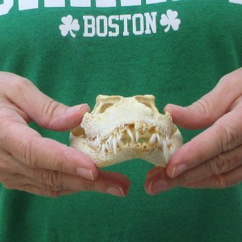 8 inches Authentic Nile Crocodile Skull (Cites #P000044854)