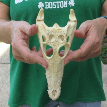 8 inches Authentic Nile Crocodile Skull (Cites #P000044854)