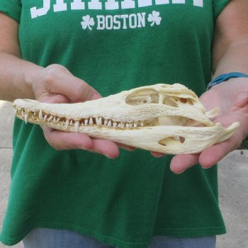 8 inches Authentic Nile Crocodile Skull (Cites #P000044854)