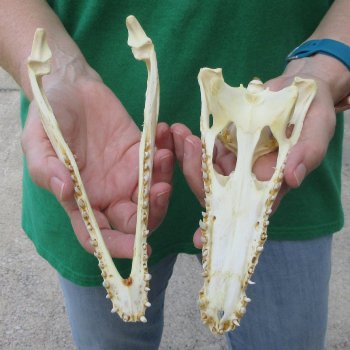 8 inches Authentic Nile Crocodile Skull (Cites #P000044854)