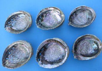 Wholesale Pink Abalone Shells, Haliotis Corrugata,  6 inches to 6-3/4 inches - 2 @ $7.00 each; 12 @ $6.30 each