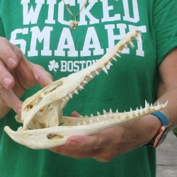 9 inches Authentic Nile Crocodile Skull (Cites #P000044854)