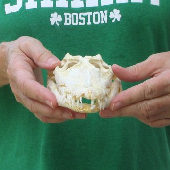 9 inches Authentic Nile Crocodile Skull (Cites #P000044854)