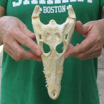 9 inches Authentic Nile Crocodile Skull (Cites #P000044854)