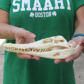 9 inches Authentic Nile Crocodile Skull (Cites #P000044854)