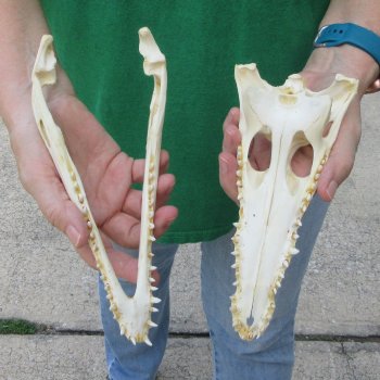 9 inches Authentic Nile Crocodile Skull (Cites #P000044854)