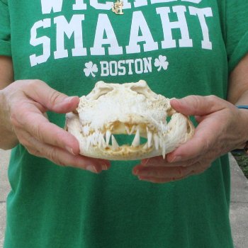 11 inches Authentic Nile Crocodile Skull (Cites #P000044854)