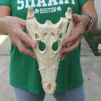 11 inches Authentic Nile Crocodile Skull (Cites #P000044854)
