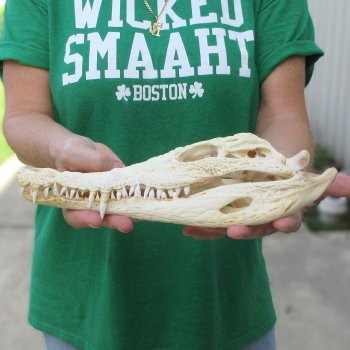 11 inches Authentic Nile Crocodile Skull (Cites #P000044854)