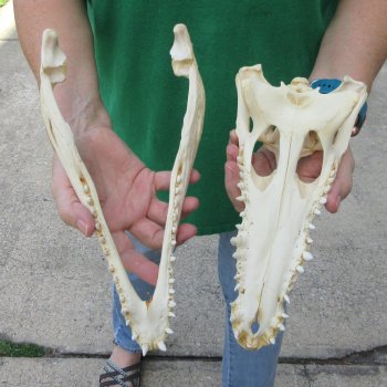 11 inches Authentic Nile Crocodile Skull (Cites #P000044854)