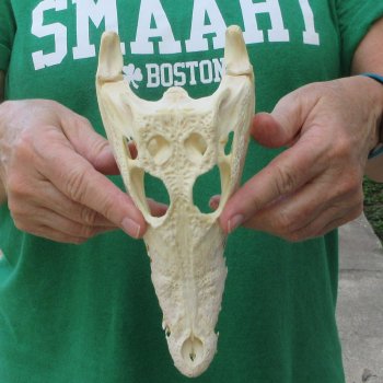 8 inches Authentic Nile Crocodile Skull (Cites #P000044854)