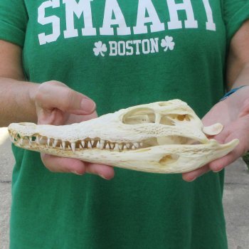 8 inches Authentic Nile Crocodile Skull (Cites #P000044854)